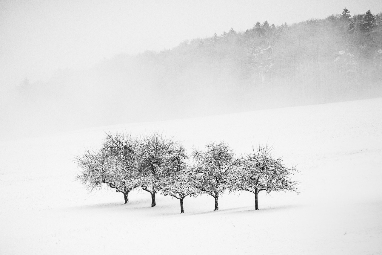 minimalist nature landscape